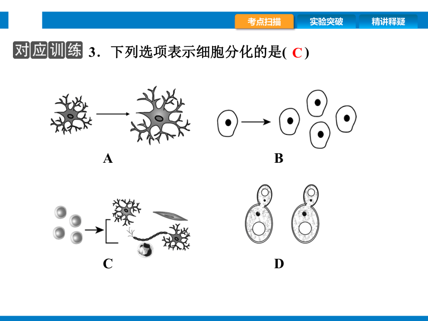 2024浙江省中考科学总复习第2讲　生物的结构与层次（课件 39张PPT）