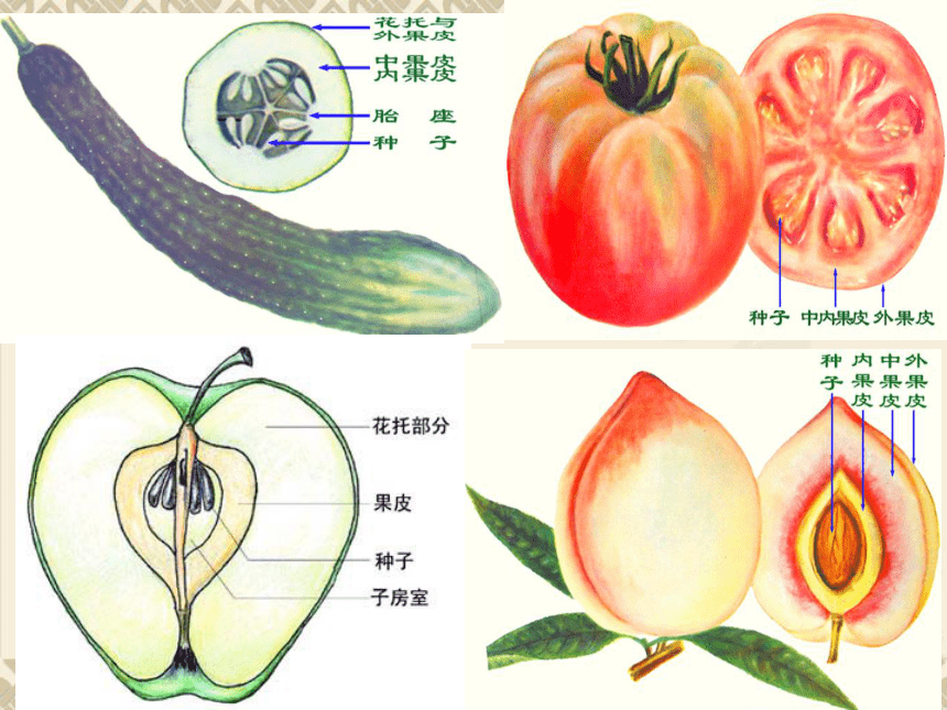 4.1 植物——果实的结构与类型 课件(共27张PPT)