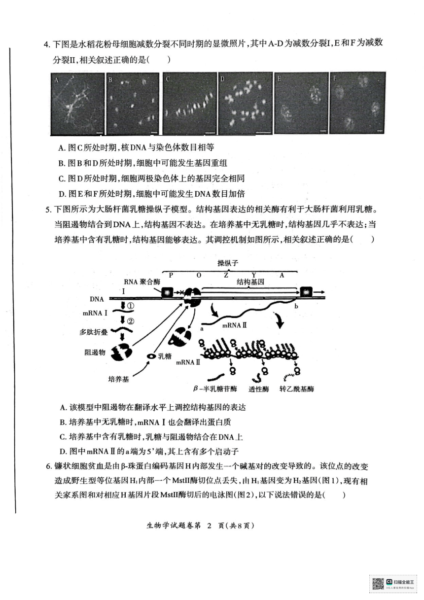 安徽省芜湖市2024届高中毕业班5月教学质量统测生物试卷（PDF版，无答案）