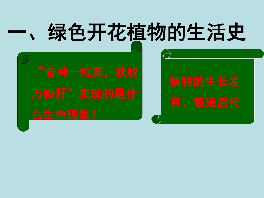 北师大版七年级上册生物课件 6.1 种子萌发形成幼苗  课件 （共21张PPT）