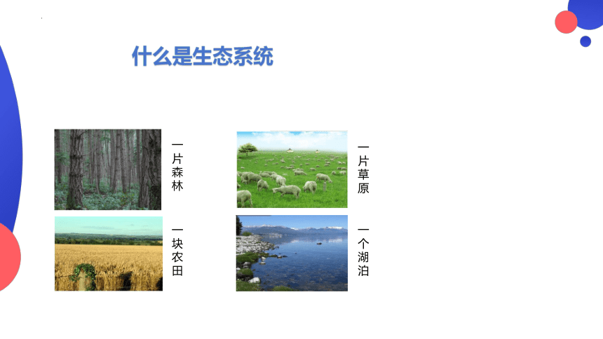 1.2.2 生物与环境组成生态系统 课件 (共20张PPT)人教版生物七年级上册