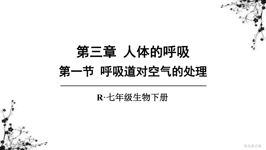 4.3 第一节 呼吸道对空气的处理 课件（33张ppt)