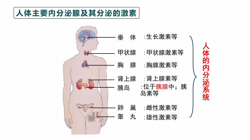 4.6.4 激素调节课件 (共34张PPT)人教版生物七年级下册