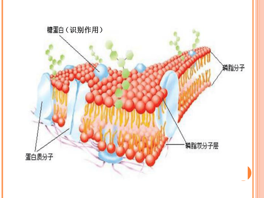 人教版生物必修1高中3．1：细胞膜—系统的边界（共33张PPT）