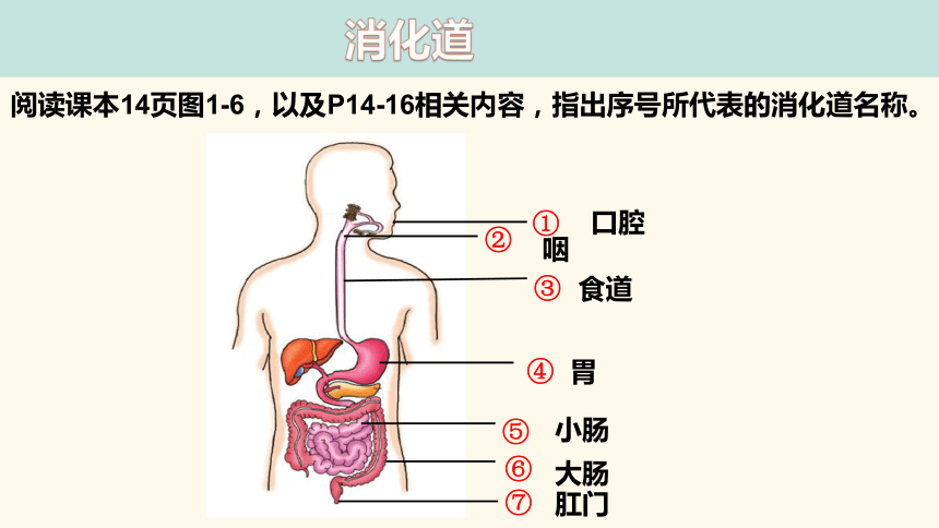 1.2.2食物在胃肠内的消化--冀少版七年级下册生物 课件 (共19张PPT)