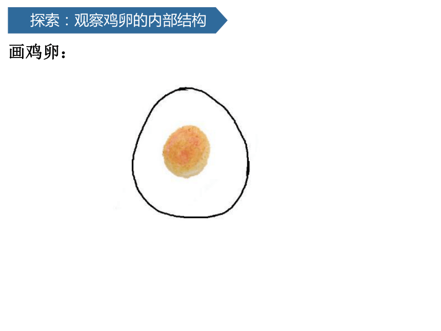 2.2认识其他动物的卵  (课件共14张PPT)