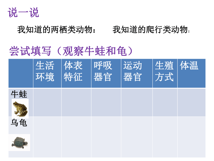 4.2 动物——两栖类、爬行类 课件(共12张PPT)