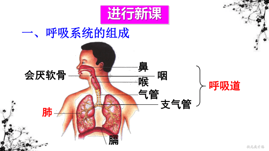 4.3 第一节 呼吸道对空气的处理 课件（33张ppt)