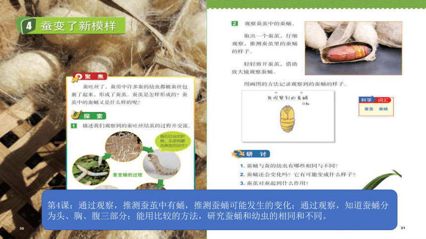 教科版小学科学三年级下册《动物的一生》单元复习PPT（39张）