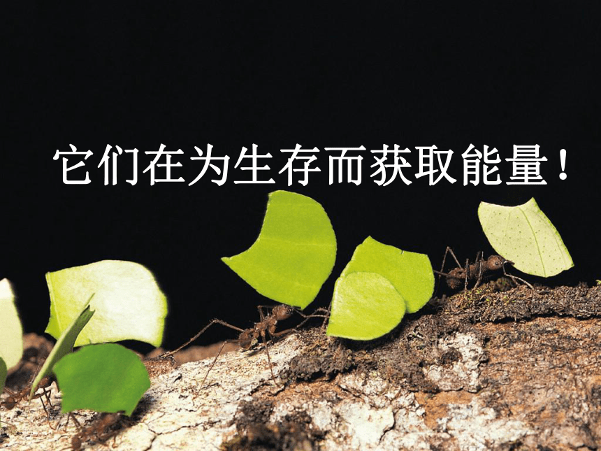 人教版高中必修一生物5.2  细胞的能量“通货” ―ATP(27张PPT)