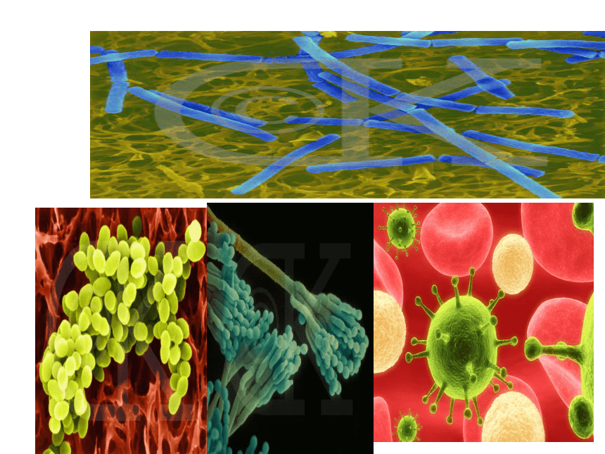 北师大版初中生物八年级上册 5．18．1 微生物在生物圈中的作用 课件（共42张PPT）