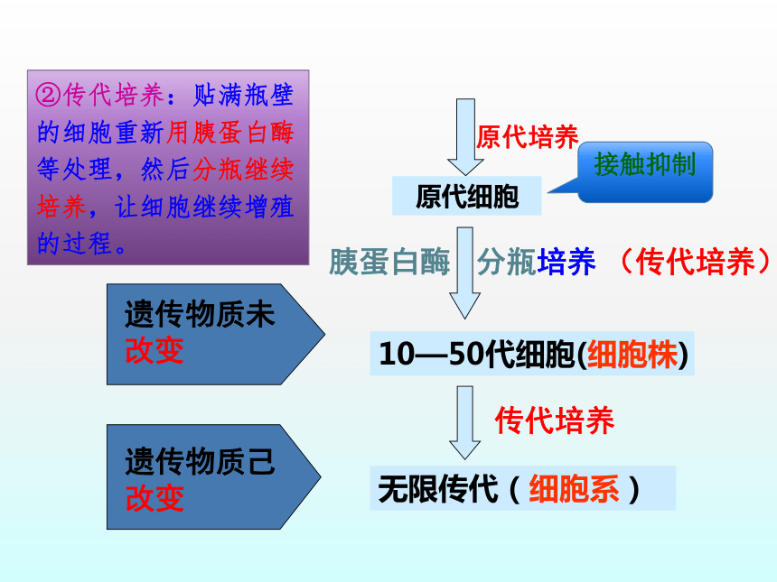 2020年高中生物人教选修3专题2课件：2．2．1 动物细胞培养和核移植技术（共48张PPT）