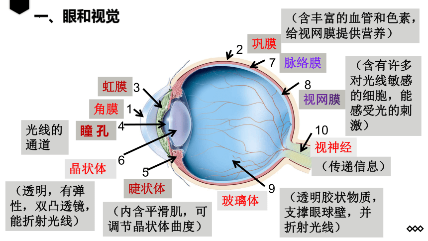 4.6.1人体对外界环境的感知课件 (共25张PPT)人教版生物七年级下册