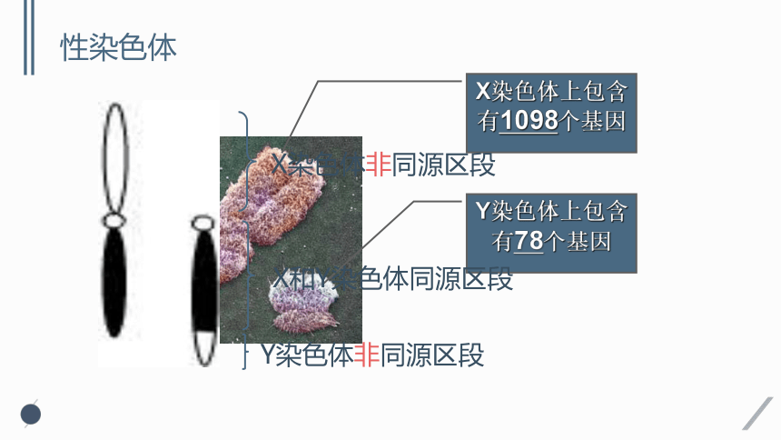 2.3 伴性遗传 课件(共51张PPT)