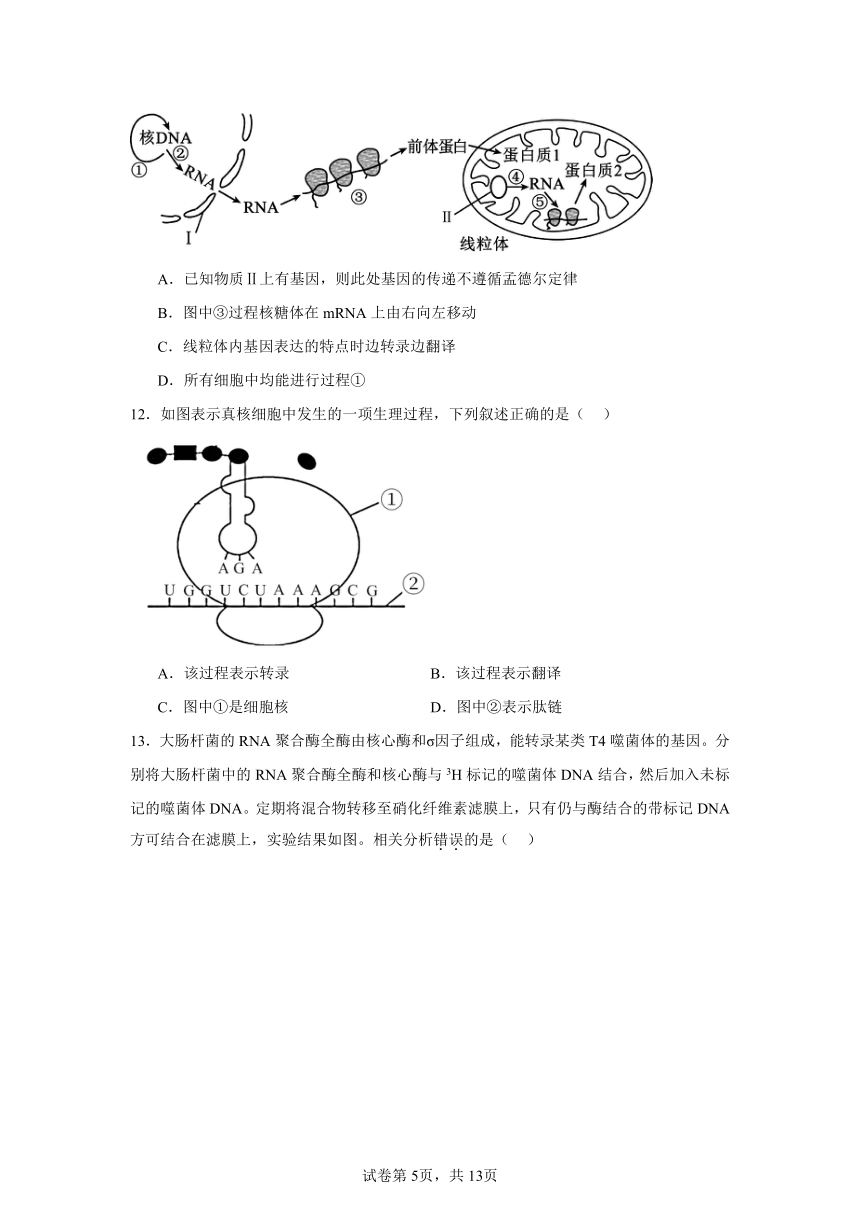 4.1基因指导蛋白质的合成同步练习（含解析）2023——2024学年高生物人教版（2019）必修2遗传与进化