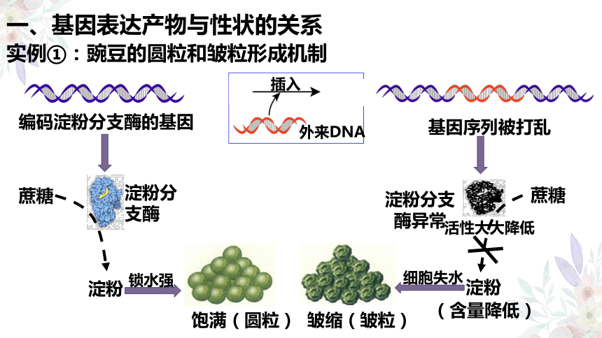 4.2 基因表达与性状的关系课件(共67张PPT)-2023-2024学年高一下学期生物人教版（2019）必修2