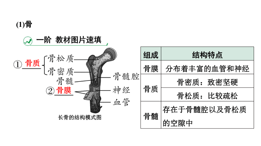 2024广西中考生物二轮中考考点研究 主题五 动物的运动和行为 课件（共36张PPT）