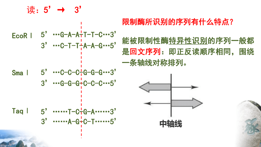 3.1重组DNA技术的基本工具课件(共37张PPT) 生物人教版（2019）选择性必修3