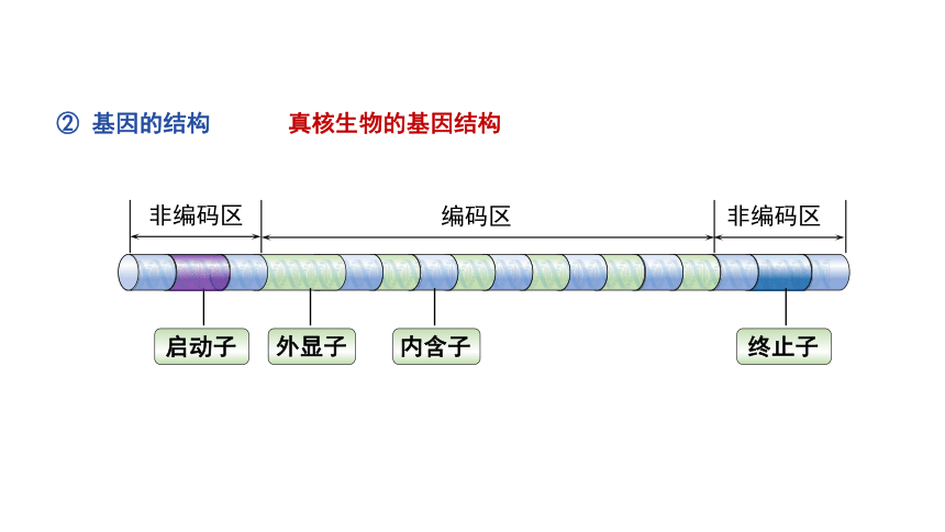 第2节 基因工程的基本操作程序 课件（共43张PPT）