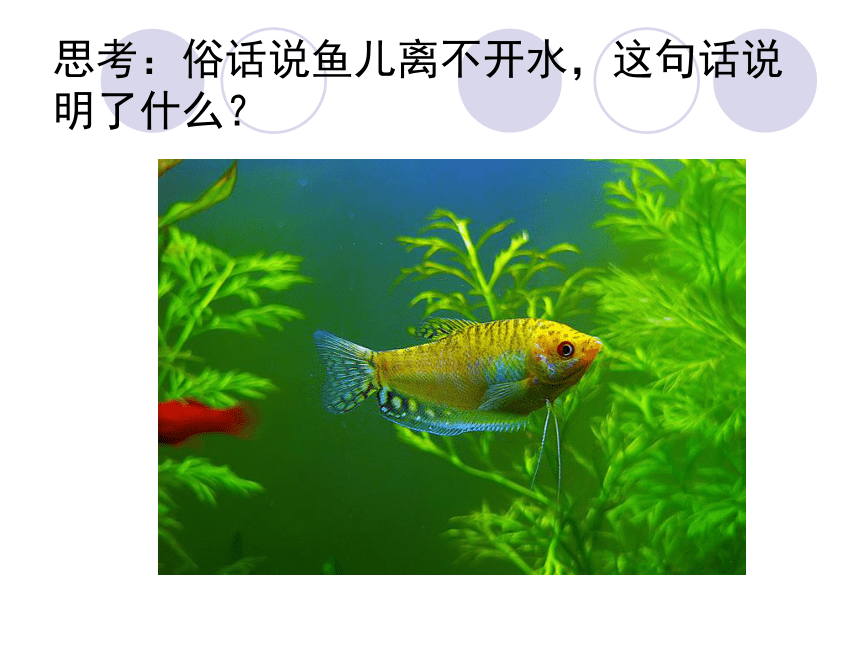 北师大版八年级生物下册 8.23.1 生物的生存依赖一定的环境课件(共37张PPT)