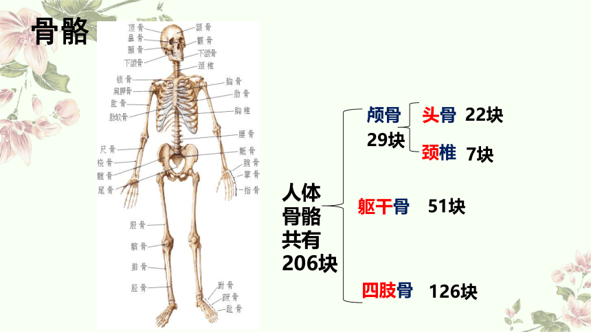 小学科学教科版五年级上册：2-身体的运动-教学课件(共13张PPT)