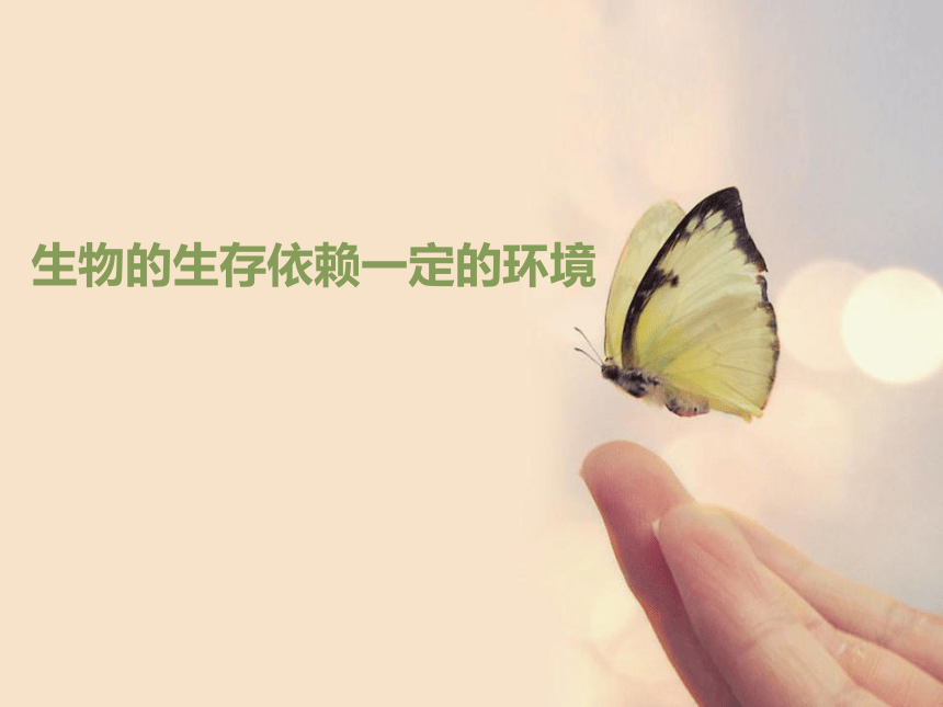 北师大版八年级生物下册 8.23.1 生物的生存依赖一定的环境课件(共28张PPT)