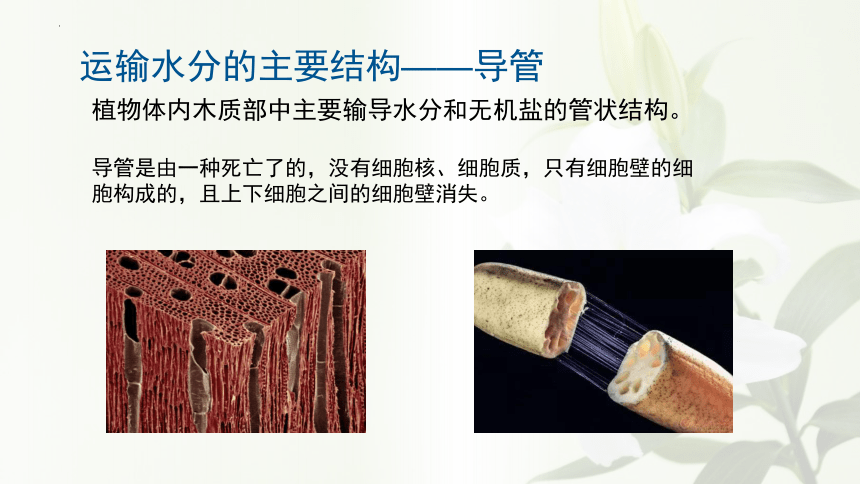 3.3 绿色植物与生物圈的水循环 课件(共18张PPT) 人教版生物七年级上册