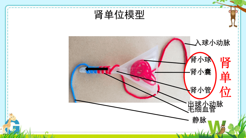 第四单元第五章 人体内废物的排出 课件(共27张PPT＋内嵌视频1个)人教版七年级下册生物