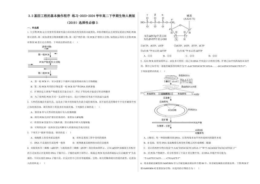 3.2基因工程的基本操作程序 练习(含解析）-2023-2024学年高二下学期生物人教版（2019）选择性必修3