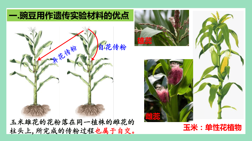 1.1 孟德尔的豌豆杂交实验（一）（第1课时） 课件(共62张PPT) 2023-2024学年高一生物人教版（2019）必修2