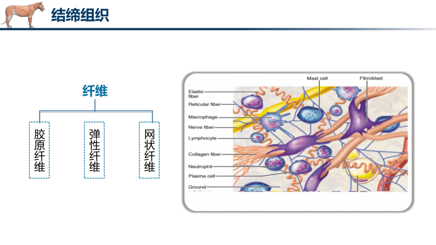 1.2.2结缔组织 课件(共28张PPT)《畜禽解剖生理（第四版）》同步教学(高教版)