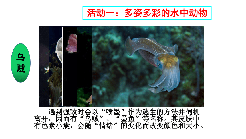 苏科版初中生物七年级下册 5.10.1 水中的动物 课件(共31张PPT)