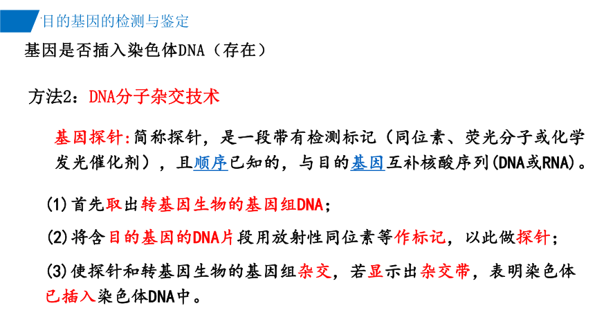 3.2目的基因的检测与鉴定课件(共22张PPT)-2023-2024学年高二下学期生物人教版（2019）选择性必修3