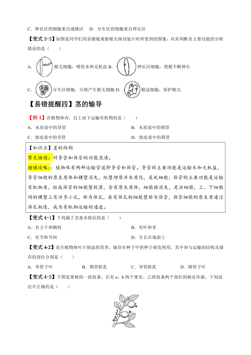 易错点04 绿色开花植物的生命周期-备战2024年中考生物易错题（含解析）