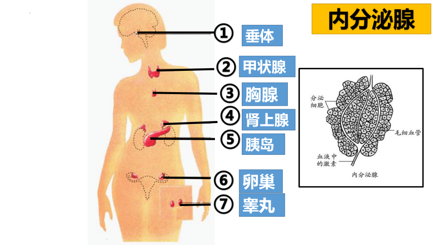 4.12.1激素调节课件(共30张PPT)2023--2024学年苏教版生物七年级下册