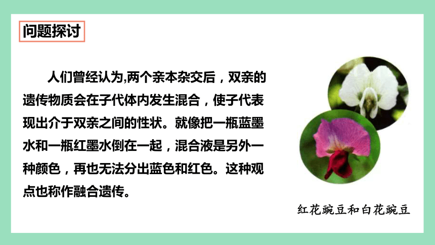 1.1 孟德尔的豌豆杂交实验（一）（第1课时） 课件(共62张PPT) 2023-2024学年高一生物人教版（2019）必修2