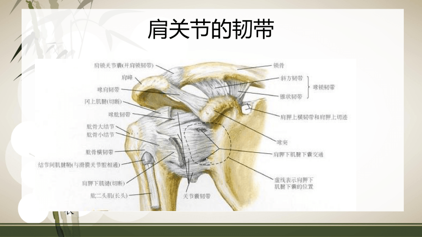 肩袖损伤的康复 课件(共126张PPT)