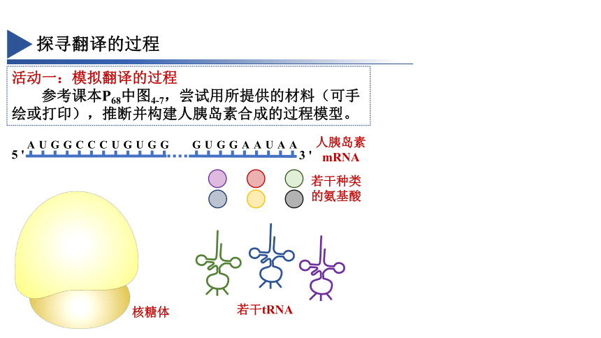 4.1基因指导蛋白质的合成 课件（共34张PPT）