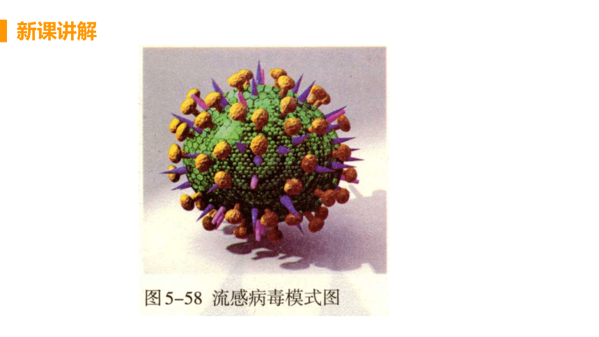 人教版生物八年级上册5.5病毒课件（22张PPT)