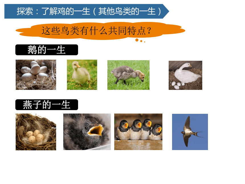 2.8 动物的一生 (课件共17张PPT)