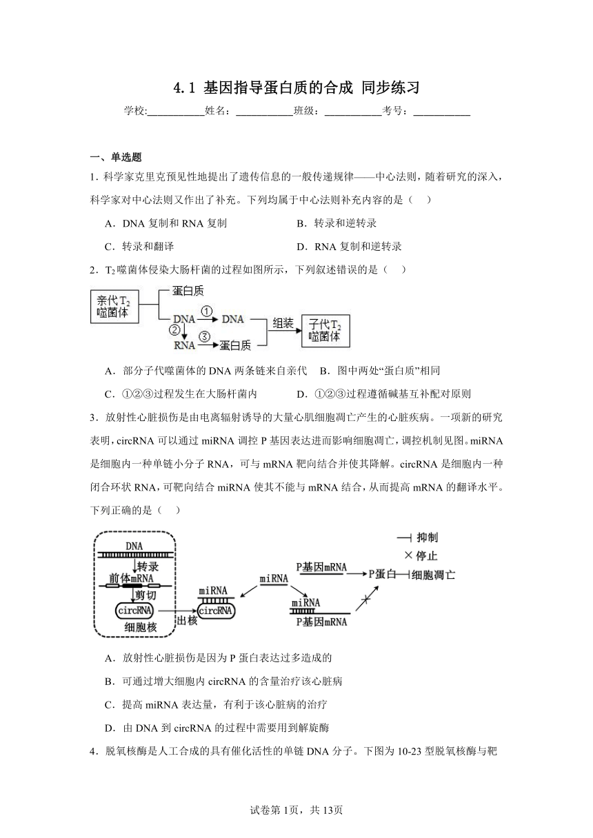 4.1基因指导蛋白质的合成同步练习（含解析）2023——2024学年高生物人教版（2019）必修2遗传与进化