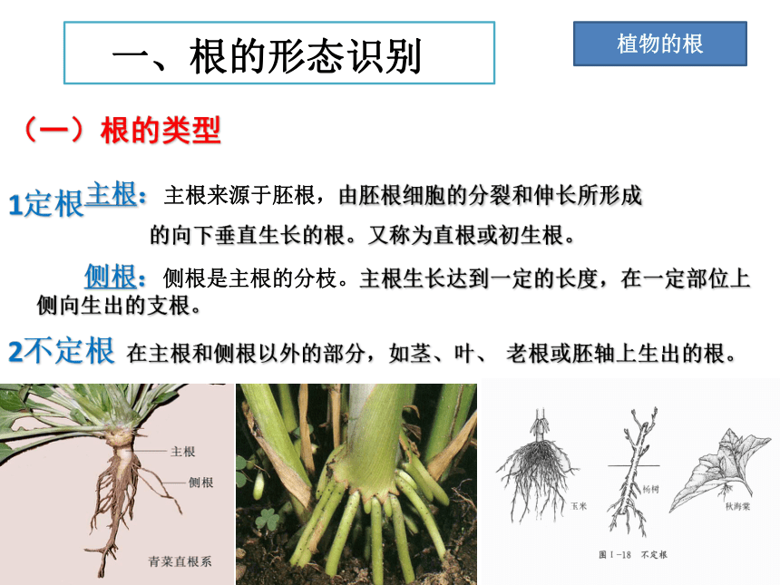 2.1植物的营养器官根 课件(共64张PPT)《种植基础》同步教学（中国农业出版社）