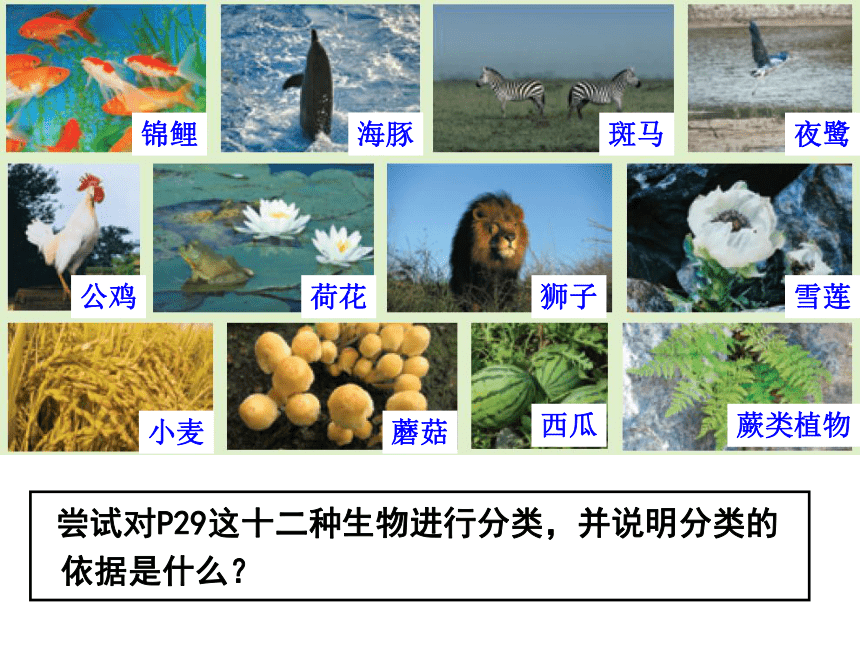 北师大版八年级下册生物 22.1生物的分类 课件 (共28张PPT)