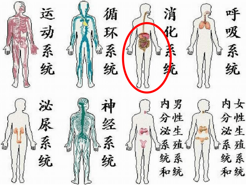 第三单元 第一章 第二节 消化和吸收（第一课时）课件(共26张PPT)