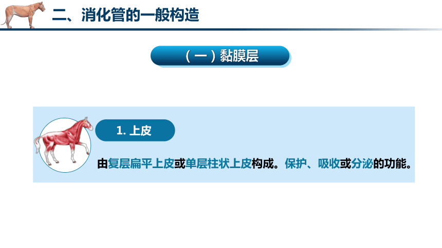 3.1 消化管的识别 课件(共28张PPT)《畜禽解剖生理（第四版）》同步教学(高教版)