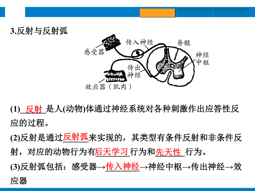 2024浙江省中考科学复习第8讲　生命活动的调节（课件 39张PPT）