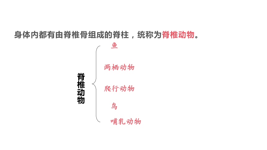 人教版生物八年级上册5.1.4鱼课件（40张PPT)