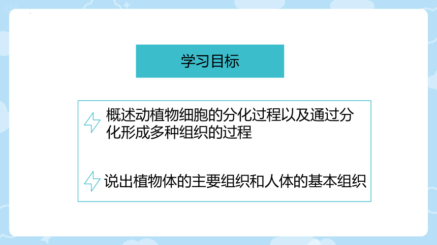 2.3.3  细胞的分裂与分化  课件(共24张PPT)2023-2024学年苏教版生物七年级上册