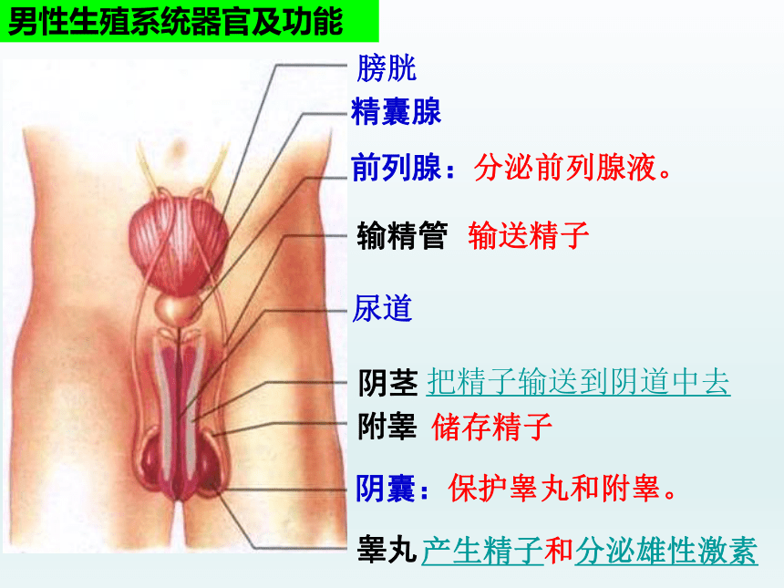 苏教版七年级下册生物 8.1 精卵结合孕育新的生命 课件(25张PPT)