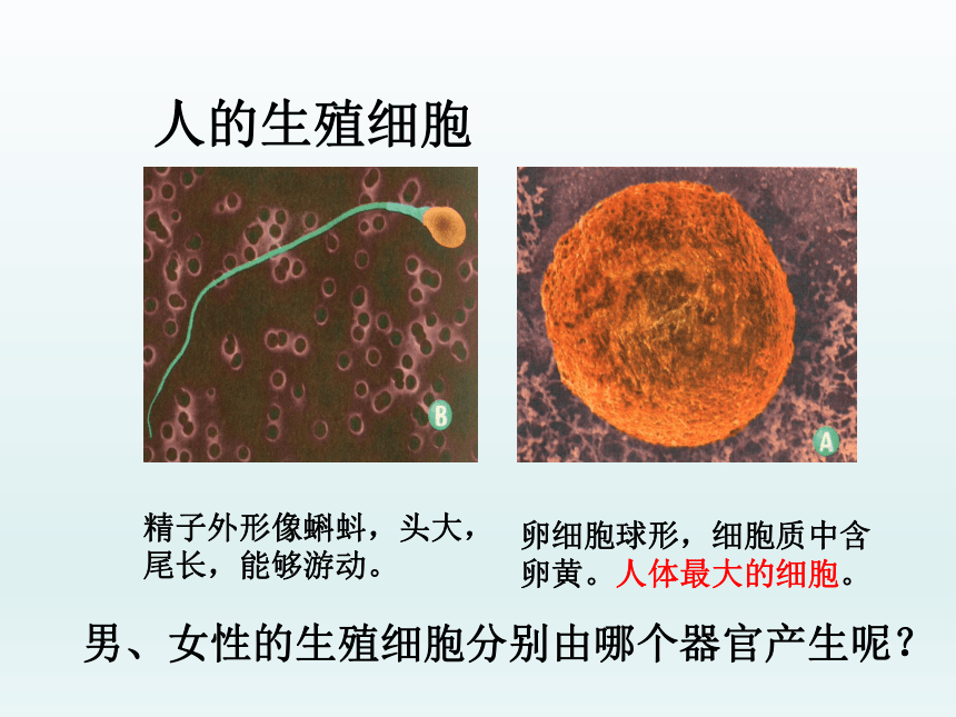 苏教版七年级下册生物 8.1 精卵结合孕育新的生命 课件(25张PPT)